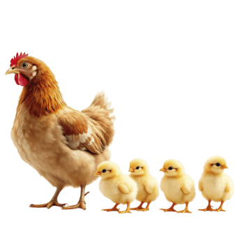 A chicken and her chicks are walking together png