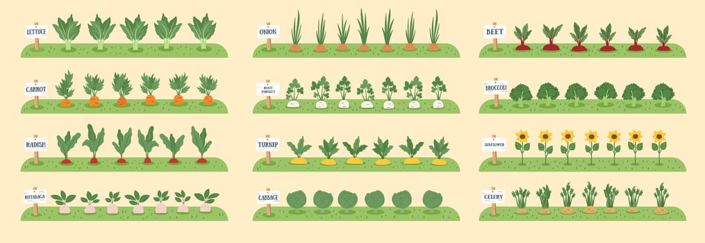 Gardening and farming concept banner. Nature background with beds with vegetables. Regenerative and sustainable farming concept. vector