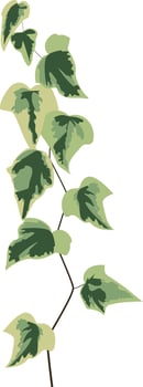 Single ivy strand extending gracefully, variegated leaves blending deep and light green hues against a pristine white backdrop, creating an elegant botanical illustration vector