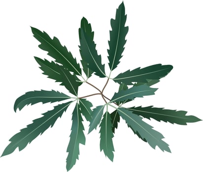 Green pinnate leaves growing gracefully on a slender brown branch, isolated against a crisp white background, offering a striking yet elegant botanical illustration full of life vector
