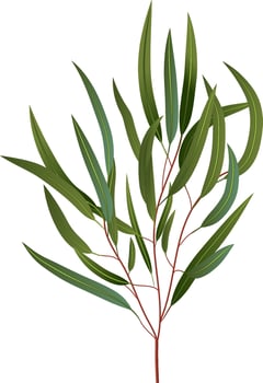 Eucalyptus branch with long green leaves growing on white background, creating a fresh and natural atmosphere, ideal for projects related to nature, environment, and botany vector
