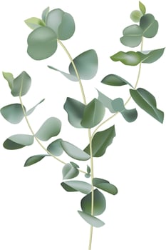 Green eucalyptus branches with round leaves are creating a natural and elegant design, perfect for adding a touch of freshness to any project vector
