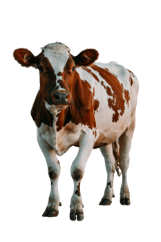 Dairy cow standing gracefully with a creamy white coat and brown patches on a transparent background png