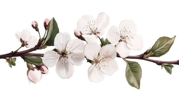 Watercolor cherry branch with buds and blooms illustration, cut out transparent png