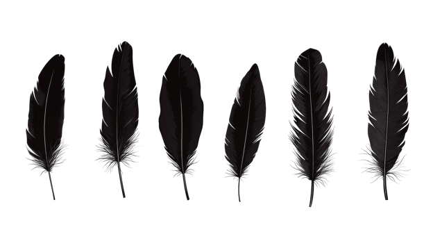 Set of detailed black feathers, cut out transparent png
