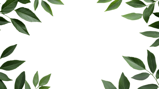 Frame of lush green leaves against black backdrop, cut out transparent png
