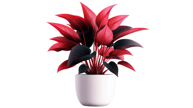 Potted Aglaonema plant with red leaves, cut out transparent png