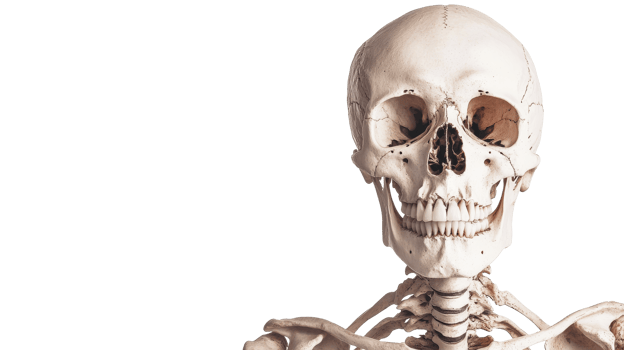 Anatomical skeleton model with skull and bones anatomy, cut out transparent png