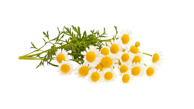 Beautiful Feverfew daisies, elegant flower composition, cut out transparent png