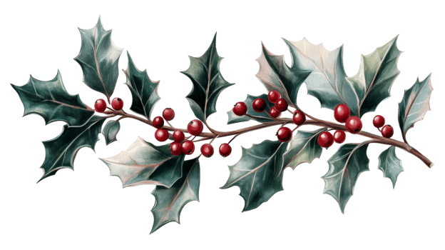 Holly branch with red berries, festive foliage, winter nature, cut out transparent png