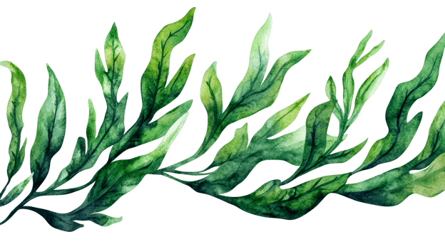 Watercolor algae branches isolated on black background, cut out transparent png