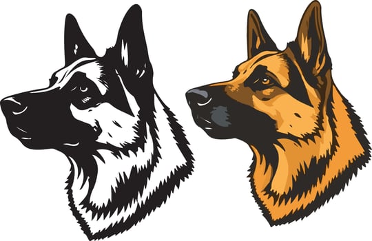 Two german shepherd dogs on a white background vector