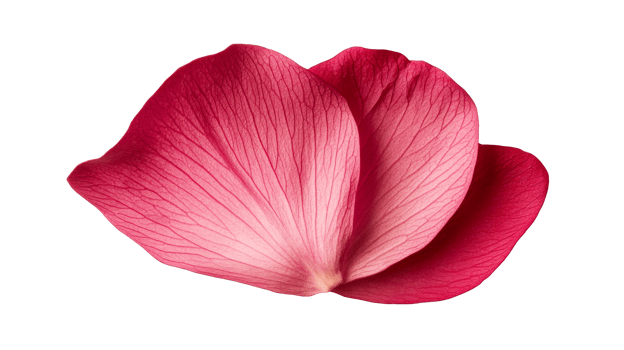Pink petals overlapping on black background, close-up, macro, cut out transparent png