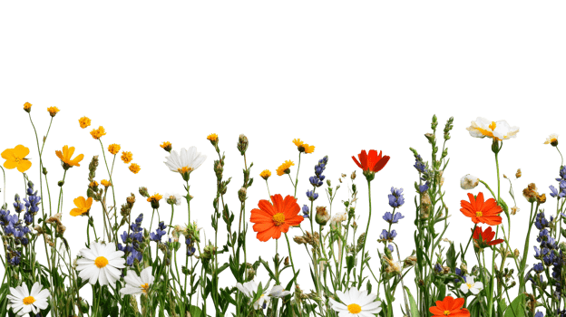 Floral border with colorful wildflowers on black background, cut out transparent png