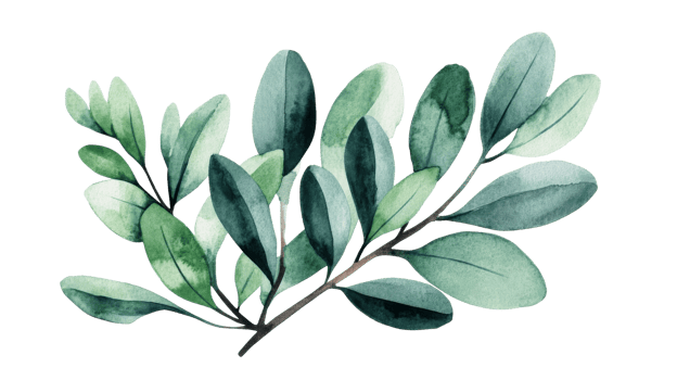 Watercolor leaves, foliage, botanical illustration, greenery, herbs, cut out transparent png