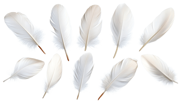 Light white feathers on black background, cut out transparent png
