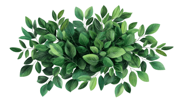Lush green foliage arrangement isolated on black backdrop, cut out transparent png