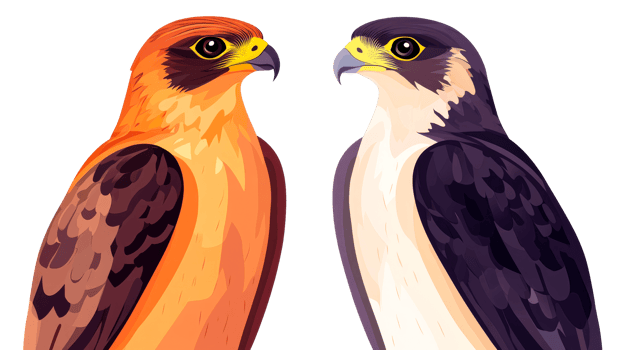 Two beautiful Falcons, illustration with raptors, birds of prey, cut out transparent png
