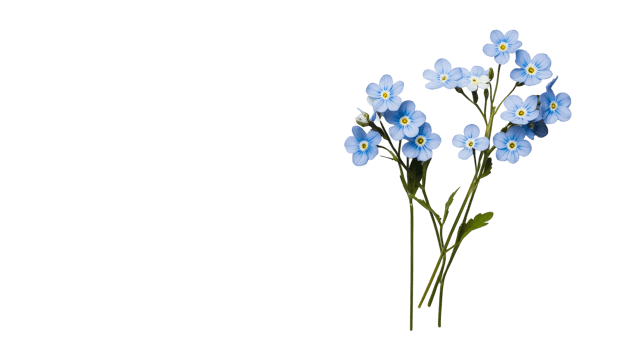 Blue flowers with yellow centers on black background, cut out transparent png