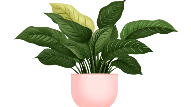 Plant in a Pot, Green Leaves, Interior Design, Isolated on Black, cut out transparent png