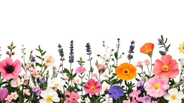 Colorful wildflowers, floral border isolated on black, cut out transparent png