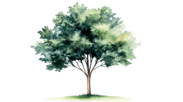 Watercolor tree illustration on a black background, cut out transparent png