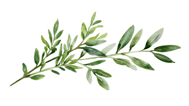 Green olive branch with detailed leaves on transparent background png