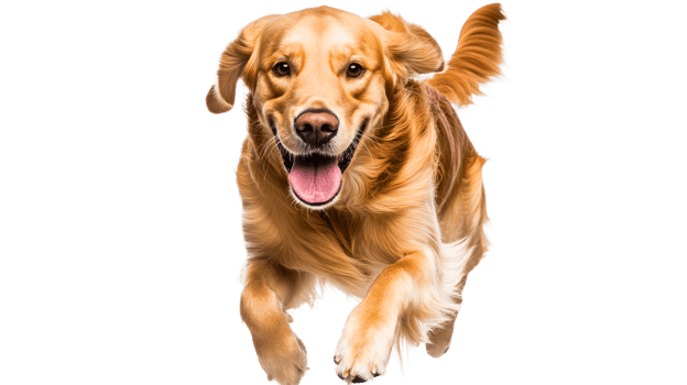 Happy Golden Retriever Running Forward, cut out transparent png