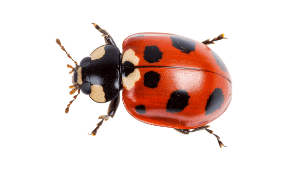 Ladybug close-up with red and black spots , cut out transparent png