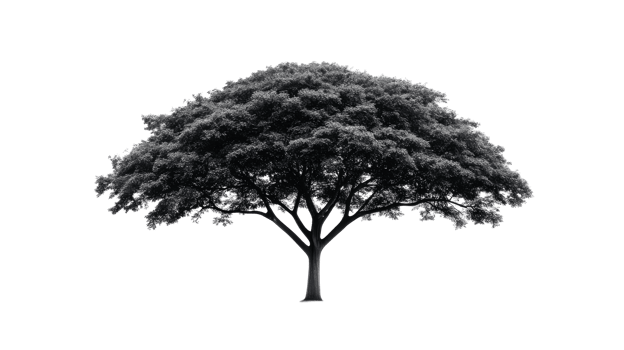 Solitary tree, silhouette against black background, nature, cut out transparent png