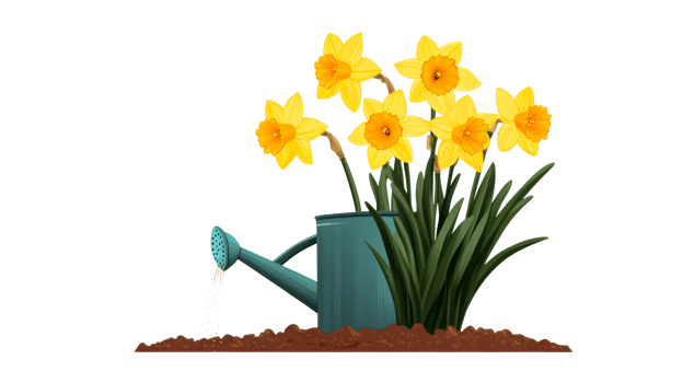 Watering daffodils with a green watering can, cut out transparent png