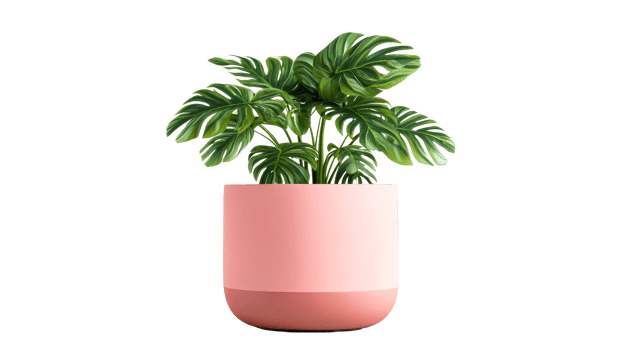 Indoor Philodendron Plant in Pink Pot, cut out transparent png