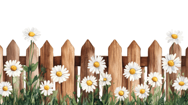 Daisies and wooden fence, illustration with black background, cut out transparent png