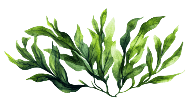 Lush green seaweed illustration, isolated, cut out transparent png