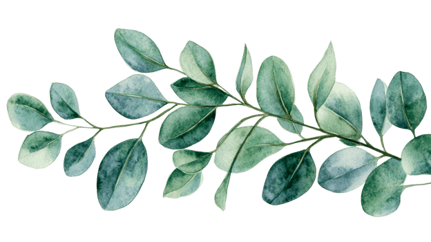 Eucalyptus leaves illustration in watercolor, branch with leaves, cut out transparent png