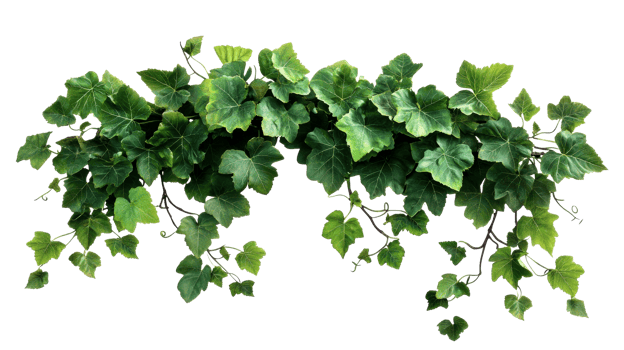 Ivy vine with green leaves, decoration element, isolated, cut out transparent png