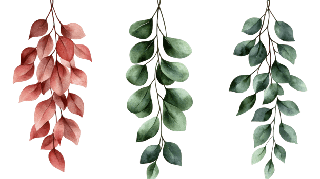 Red, green watercolor sprigs foliage, botanical decoration, cut out transparent png