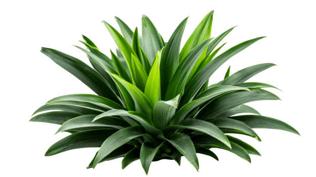 Pandanus tectorius plant with long pointed leaves, cut out transparent png