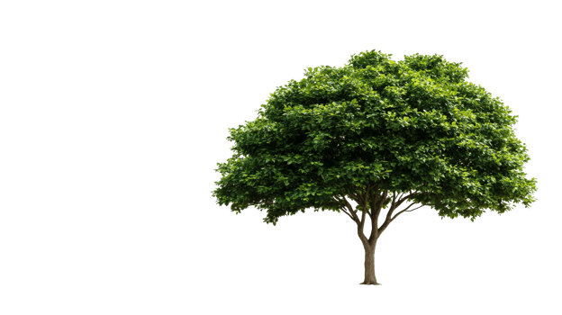 Lush Green Tree with Dense Canopy Isolated , cut out transparent png