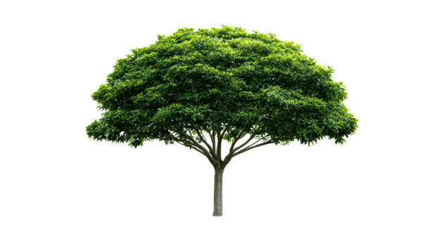 Lush Green Tree with Dense Foliage on Black, cut out transparent png