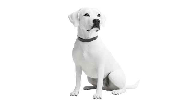 White Labrador dog sitting upright with collar, cut out transparent png