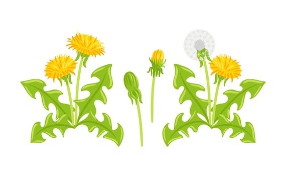 set of elements featuring dandelions in various stages, including blossoms, seed heads, and leaves. Perfect for nature-themed designs, illustrations, and seasonal projects that celebrate spring vector