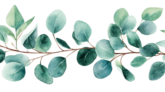 Watercolor eucalyptus branch with leaves, botanical illustration, cut out transparent png