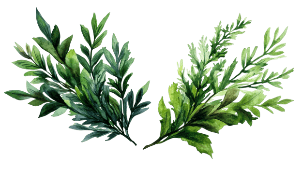 Watercolor greenery branches illustration, lush foliage, botany, cut out transparent png