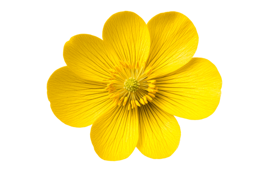 Vibrant yellow flower with delicate petals, floral bloom, isolated, cut out transparent png