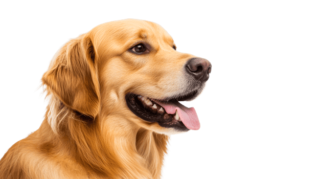 Smiling golden retriever with tongue out on white background png