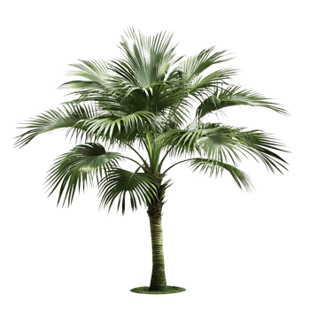 A Single Palm Tree Isolated on transparent Background Lush Green Foliage and Slender Trunk png