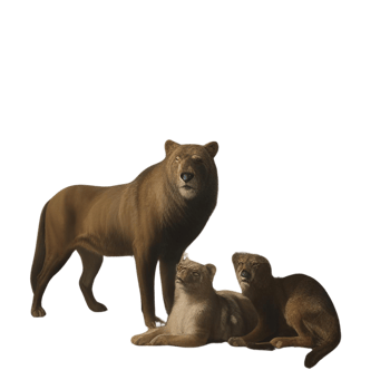 A group of lions and a lioness png