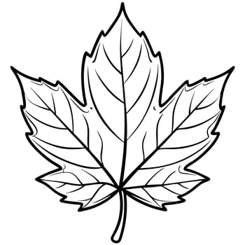Maple Leaf Outlined Art with Detailed Veins vector