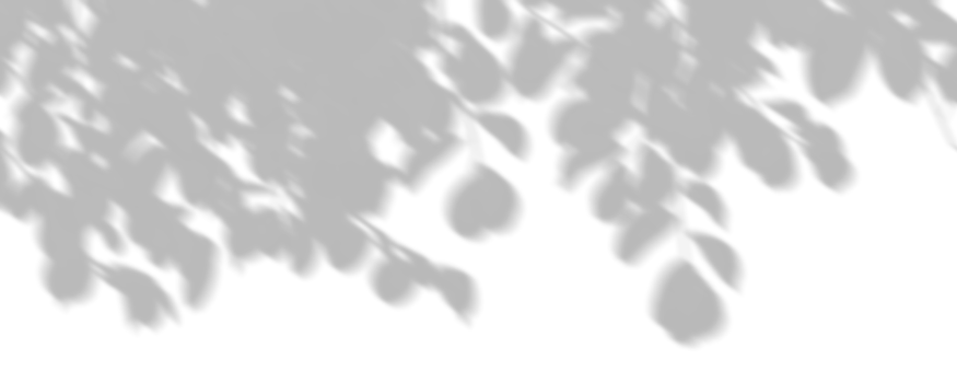 Isolate shadow tree branches leaves movement on transparent backgrounds 3d illustrations png